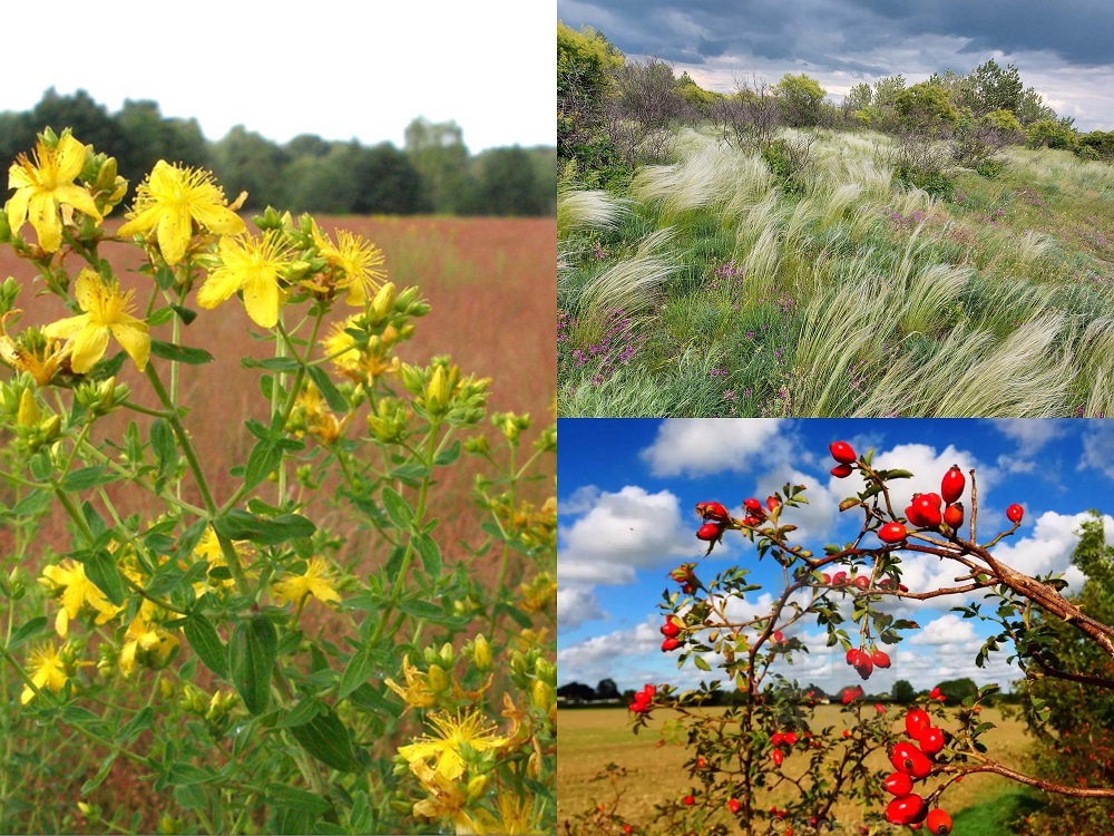 Resurse renovabile (flora)